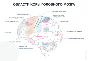 Области коры головного мозга