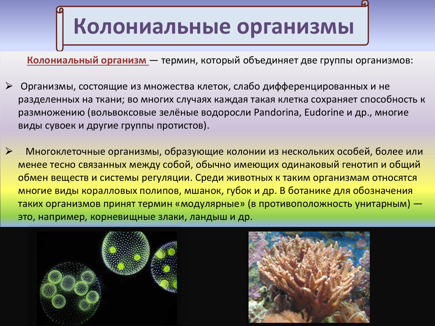 Появление фотосинтеза появление прокариот появление многоклеточных водорослей. Колонии одноклеточных организмов. Колониальные оршанизм. Колониальные организмы. Колониальные одноклеточные организмы.