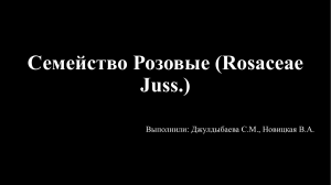 Семейство Розовые (Rosaceae Juss