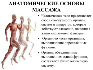 3-Анатомические основы массажа.