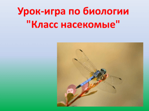 Урок-игра по биологии  Класс насекомые  (7 класс)