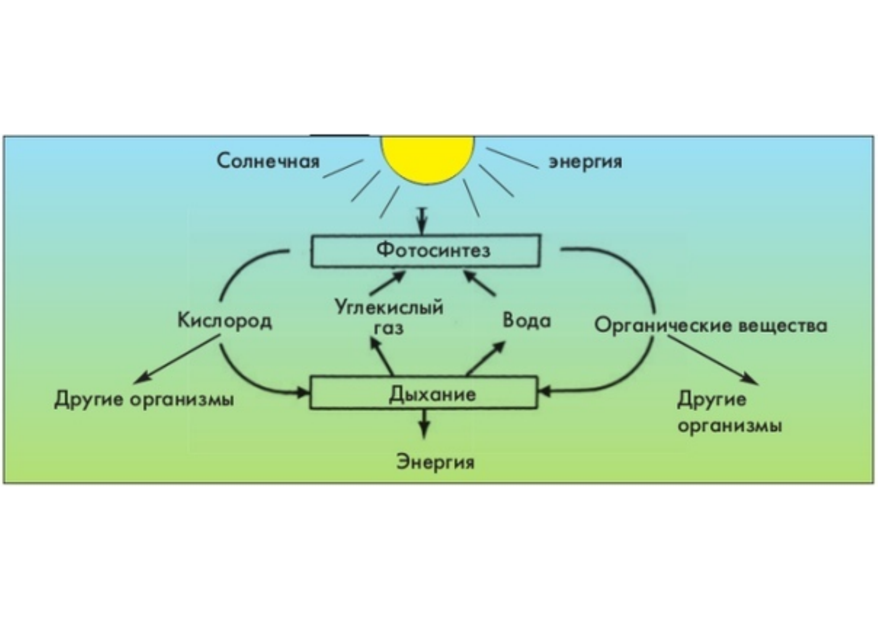 Схема дыхания растений 6 класс биология