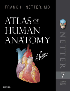Неттер 7-е издание Атлас анатомии