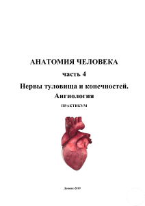 Anatomia tetrad angiologia