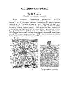 Тема №23 Эмбриология человека. Практические навыки