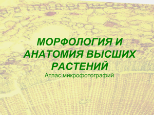 Morfologia i anatomia vysshikh rasteniy Atlas mik