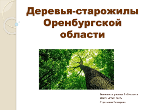 Деревья-старожилы Оренбургской области