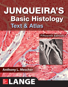  Junqueira’s Basic Histology Text and Atlas 15th Edition PDF 