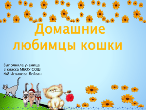 Презентация  Домашние любимцы кошки 