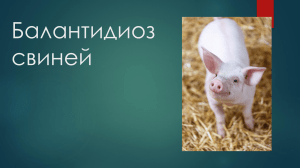 Балантидиоз свиней