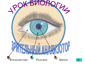 органы зрения