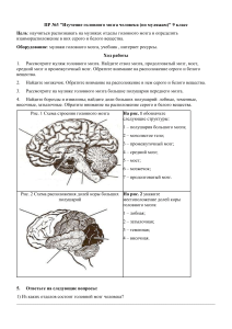ПР №3 "Изучение головного мозга человека (по муляжам)" 9 класс