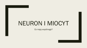 neuron i miocyt pobudliwe komorki