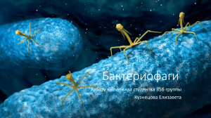 Бактериофаги Кузнецова Елизавета 35б