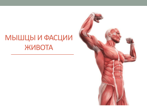 Мышцы и фасции живота