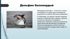 Дельфин беломордый