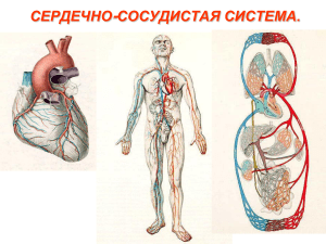 Сердечно-Сосудистая Система (Презентация)