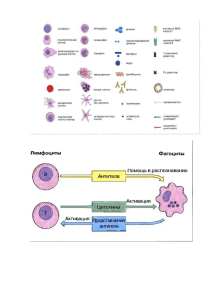 Клетки иммуной сис-мы