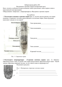 Лабораторная работа №3 Изучение внутреннего строения корня (поперечный срез) 