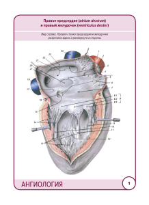 Kartochki Angiologia