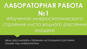 Лабораторная работа «Изучение микроскопического строения листа водного растения элодеи»