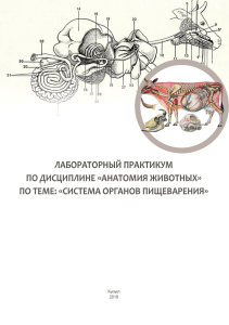 Лабораторный практикум по дисциплине «Анатомия животных» по теме «Система органов пищеварения»