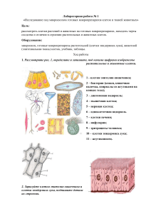 Лабораторная работа  «Исследование под микроскопом готовых микропрепаратов клеток и тканей животных»