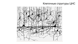  Семинар нейроны