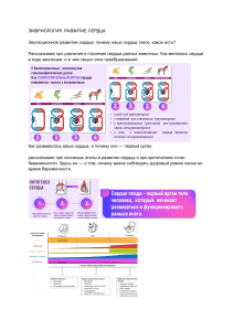 Сердце эмбриология (1)