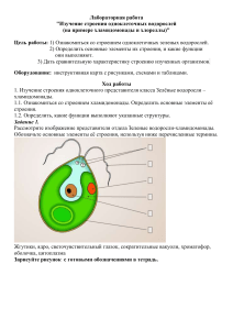 лабораторная работа. одноклеточные водоросли