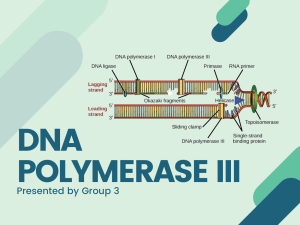 DNA POLYMERASE III 