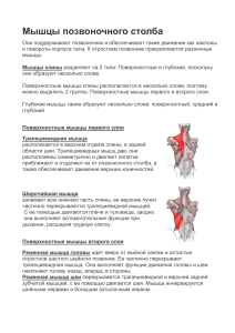 Околопозвоночные мышцы реферат 2023 г. анатомия