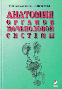 Гайворонский Анатомия органов мочеполовой системы