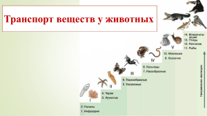 Презентация на тему  Транспорт веществ у животных 