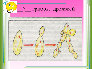 Митоз 