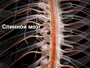 Презентация к уроку на тему  Спинной мозг  для 9 класса.