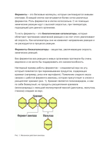 Ферменты