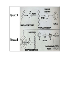 Макроспорогенез и микроспорогенез