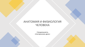 анатомия