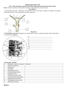 л.р №3 исследование гидры