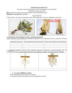 Инструктивная карта для учащихся. Лабораторная работа №3 . Изучение строения корневых систем (стержневой и мочковатой)  на примере живых растений.