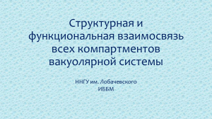 Структурная и функциональная взаимосвязь всех компартментов вакуолярной системы